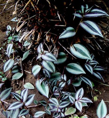 Tradescantia zebrina